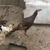 فروش ۴ عدد مرغ اوردک وبوقلمون