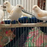 قناری|پرنده|اندیمشک, |دیوار