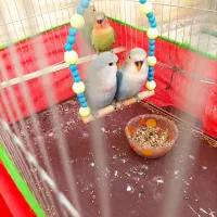 طوطی کتوله