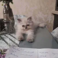 گربه پرشین اصل بانمک|گربه|رشت, کوی امام رضا|دیوار