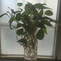 قلمه گل پتوس