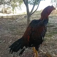 خروس لاری|حیوانات مزرعه|نهاوند, |دیوار