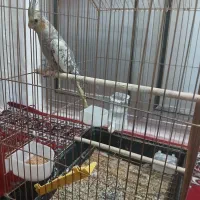 عروس هلندی|پرنده|اردبیل, |دیوار