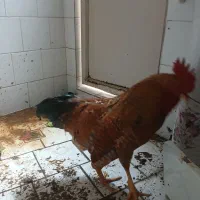 خروس فروشی