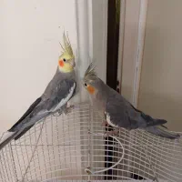 عروس هلندی جفت مولد کاملا دستی|پرنده|تهران, گرگان|دیوار