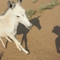 خر نر برای فروش|حیوانات مزرعه|باوی, |دیوار