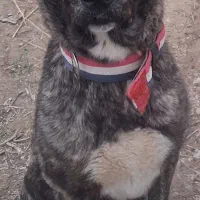 سگ افغان نگهبان