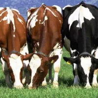 گاو هلشتاین با یک تلیسه و یک گوساله نر سمیتال