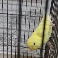 فروش یک عدد مرغ عشق جوان