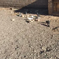 کبوتر ساده|پرنده|نیشابور, کوی حسینی|دیوار