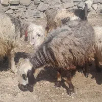 ۴ راس میش و بره . ۳ راس بزوبیگ ۴ راس بز خشک و چپر