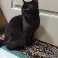 واگذاری بیریتیش نر|گربه|رشت, بوسار|دیوار