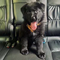 سگ ژرمن شولاین بلک موبلند کینگ سایزحرفه ای