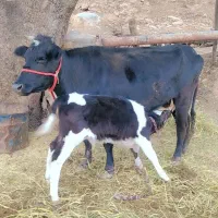 گاو با گوساله