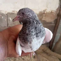 بهترینها پرشی باهوش فروش فوری|پرنده|بندرلنگه, |دیوار