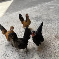 سه عدد مرغ خروس جاپنیز زینتی