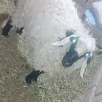 بره ماده سنگین وزن