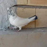 کبوتر پرشی|پرنده|سمنان, |دیوار