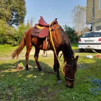 اسب|اسب و تجهیزات اسب‌سواری|تالش, هشتپر|دیوار