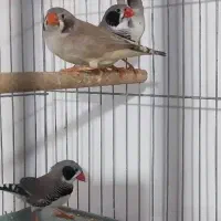 فنچ لپ سیاه