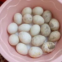 تخم مرغابی و غوغاز  نطفه دار