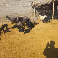 گوسفند|حیوانات مزرعه|جهرم, |دیوار