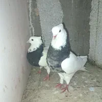 نر و ماده طوق کرمانشاهی