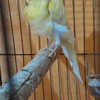 قناری ماده فر بزرگ و خاص