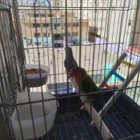 یک جفت طوطی برزیلی سر حال و آماده|پرنده|بهارستان, |دیوار