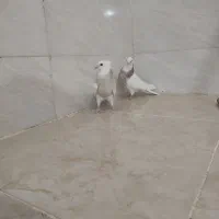 جوجه طوق شکلاتی|پرنده|شوشتر, |دیوار