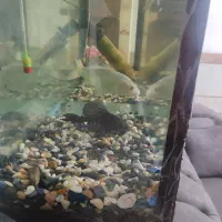 اکواریوم با ماهی 5سالع|ماهی|کرمان, |دیوار