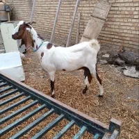 بز شیری