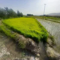 شلتوک