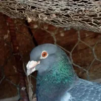 کبوتر پلاکی عراقی مسافتی|پرنده|گتوند, |دیوار