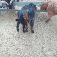 کهره برای فروش