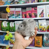 خرگوش مینیاتوری
