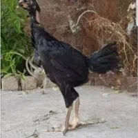 جوجه لاری سالم و سرحال