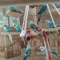 فروش مرغ عشق