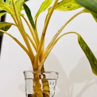 آگلونما طلایی دو بوته بزرگ شاداب و سالم کنگان|گل و گیاه طبیعی|بندر کنگان, |دیوار