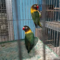 مولد طوطی برزیلی