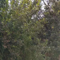 اجاره منزل و مغازه بر خیابان شهید کیانی