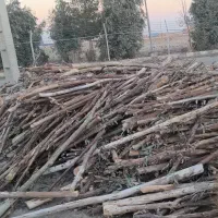 خرید و فروش چوب هرس و برش درخت