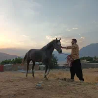 کره اسب مادیان|اسب و تجهیزات اسبسواری|کرمانشاه, |دیوار