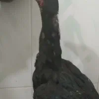 با سلام دو تا جوجه یکی نوچه ویکی خروس اصل لاری|حیوانات مزرعه|زهک, |دیوار