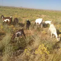 ۴راس بزشیره دارزایده
