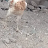 فروشی|حیوانات مزرعه|مزرعه کتول, |دیوار