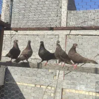شش تا زرد بوشهری