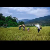 برنجزار-به-متراژ4000متر-مربع