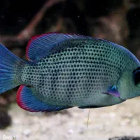 ماهی منارمبو