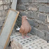 کبوتر اشعل|پرنده|اهواز, زرگان|دیوار
